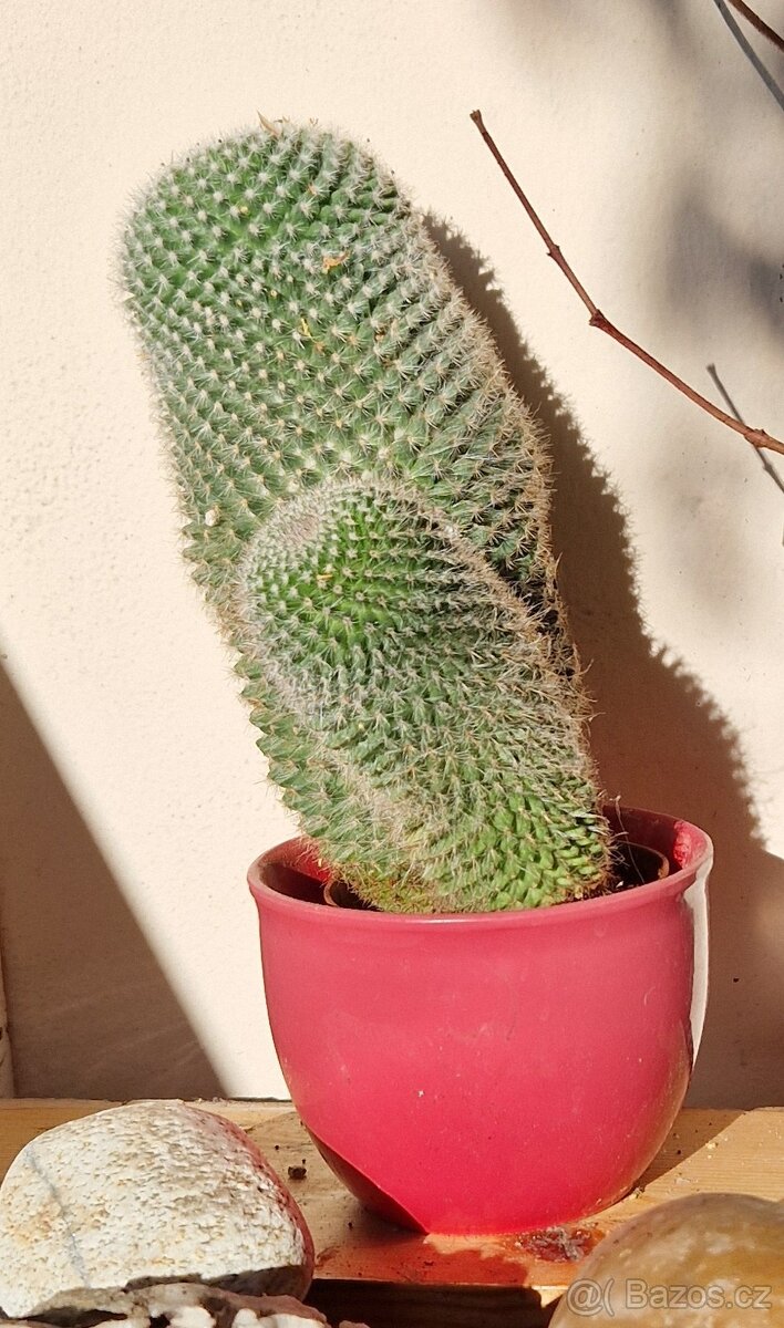 Krasavec kaktus, cca 15 cm