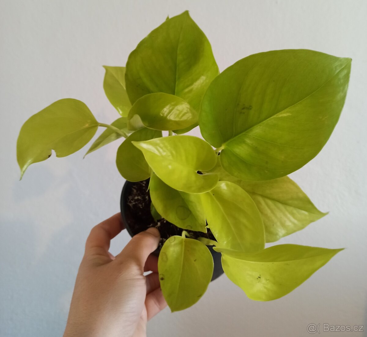Epipremnum neon