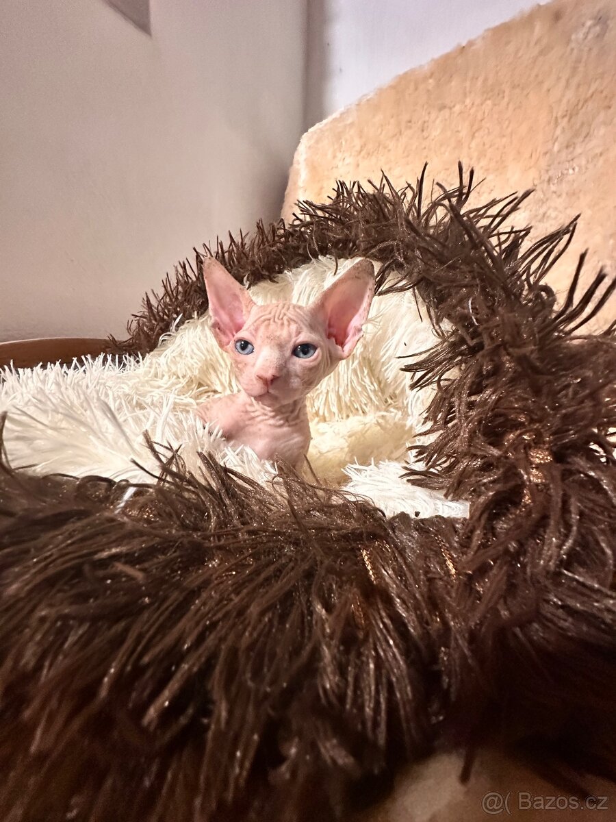 Kanadský Sphynx s průkazem původu
