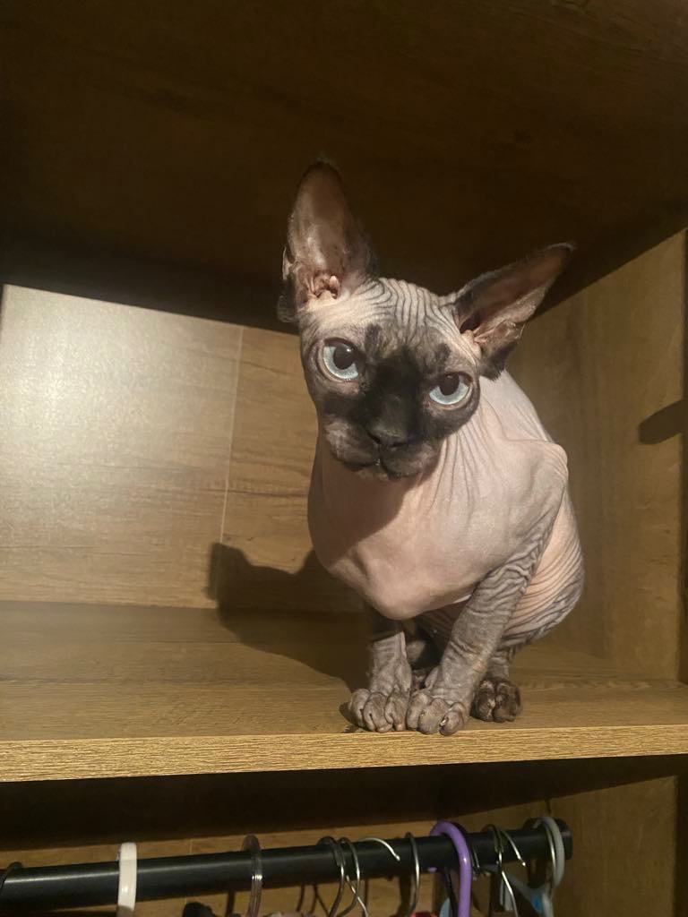 Prodám kočky sphynx