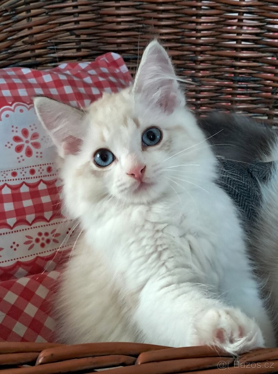 Kočičky ragdoll s PP