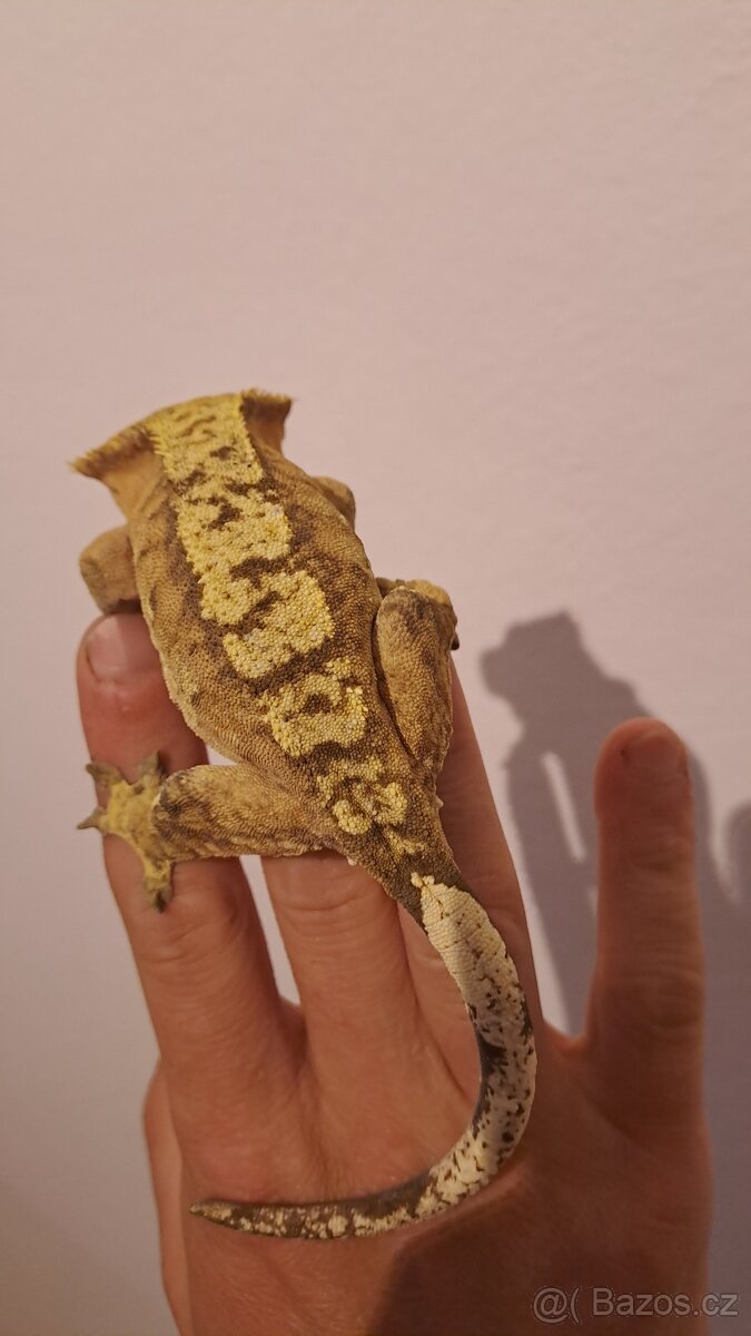 Pagekon řasnatý (Correlophus ciliatus)