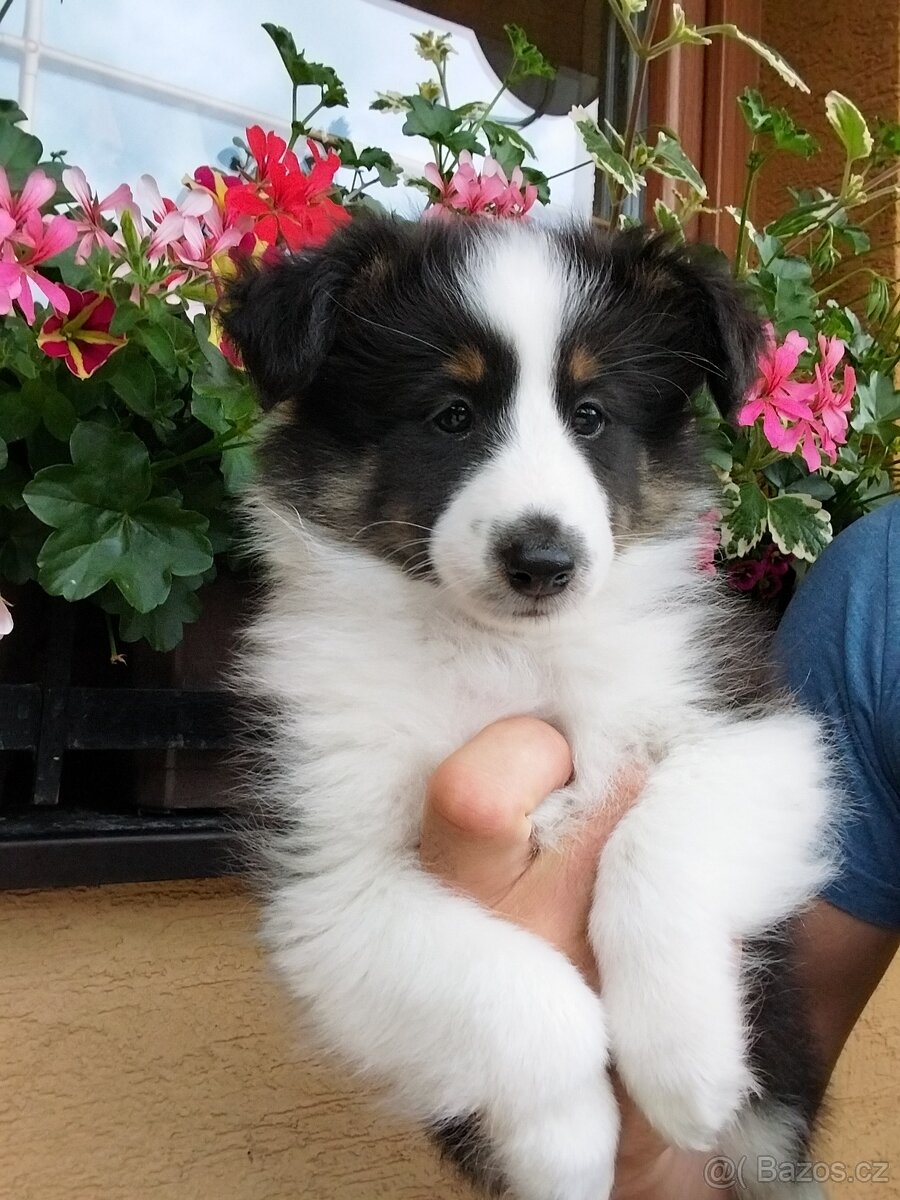 Sheltie,  šeltia- šteniatka s PP ( FCI)