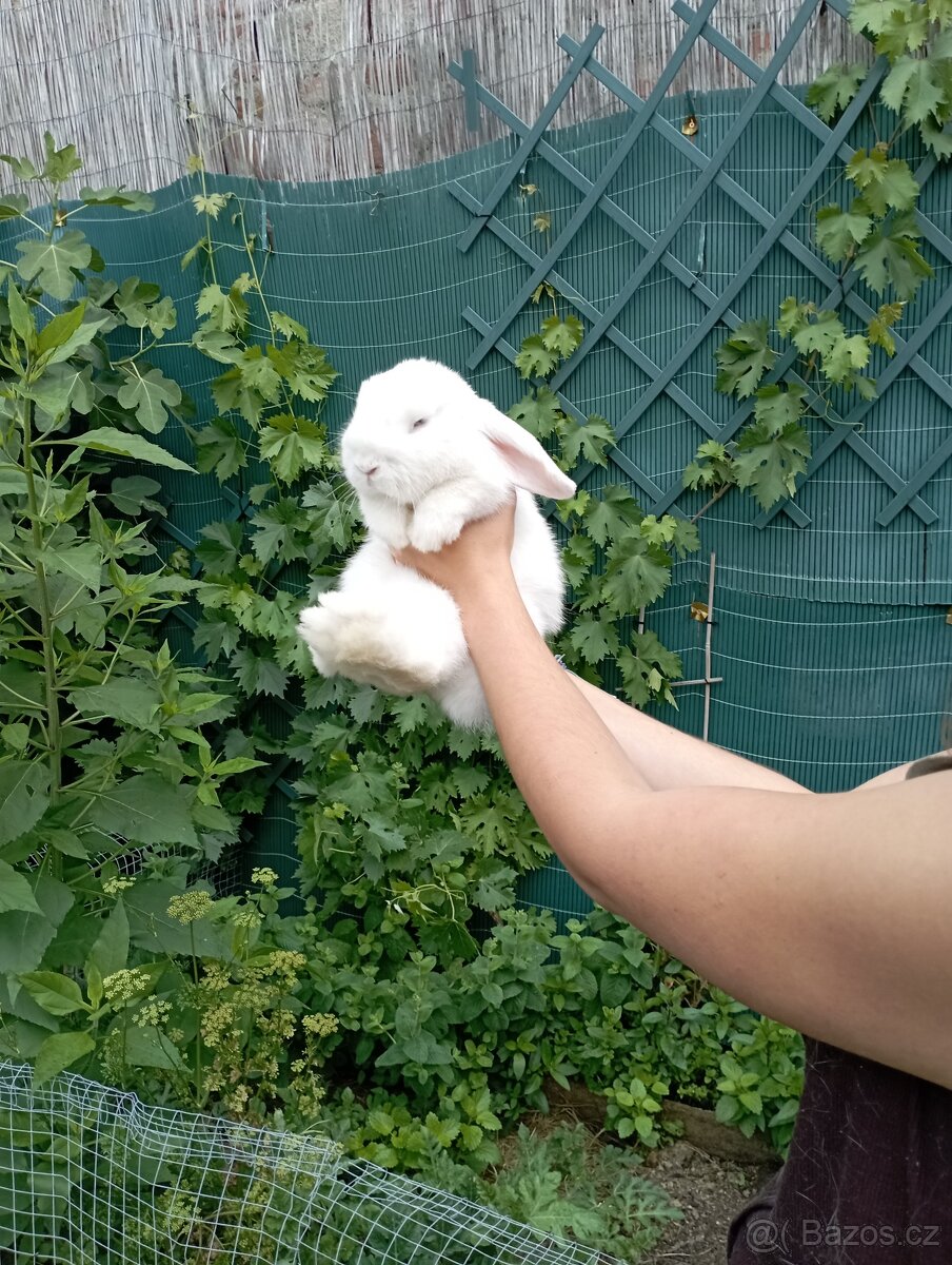 Zakrslý králík beránek minilop