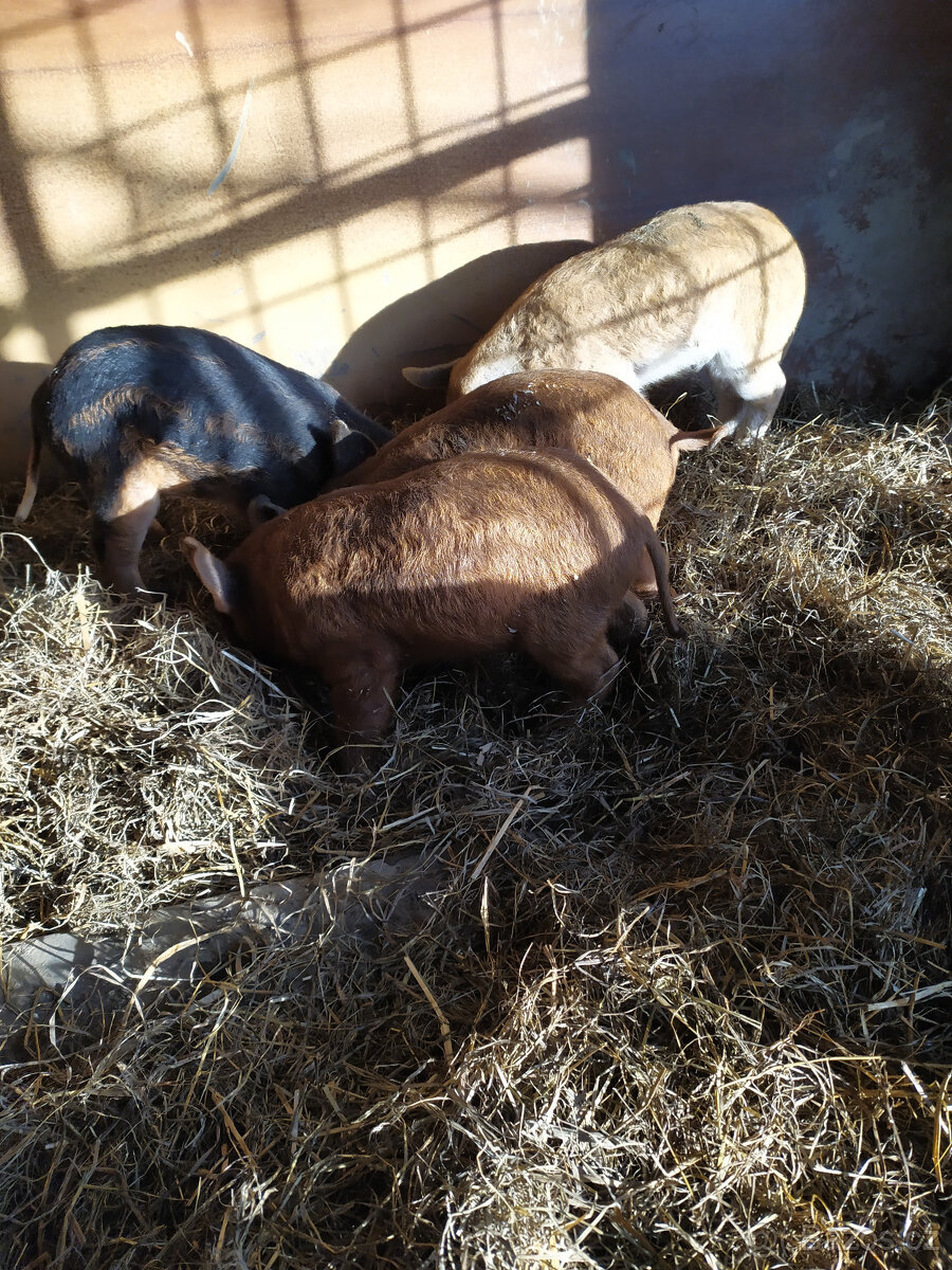 Mangalica