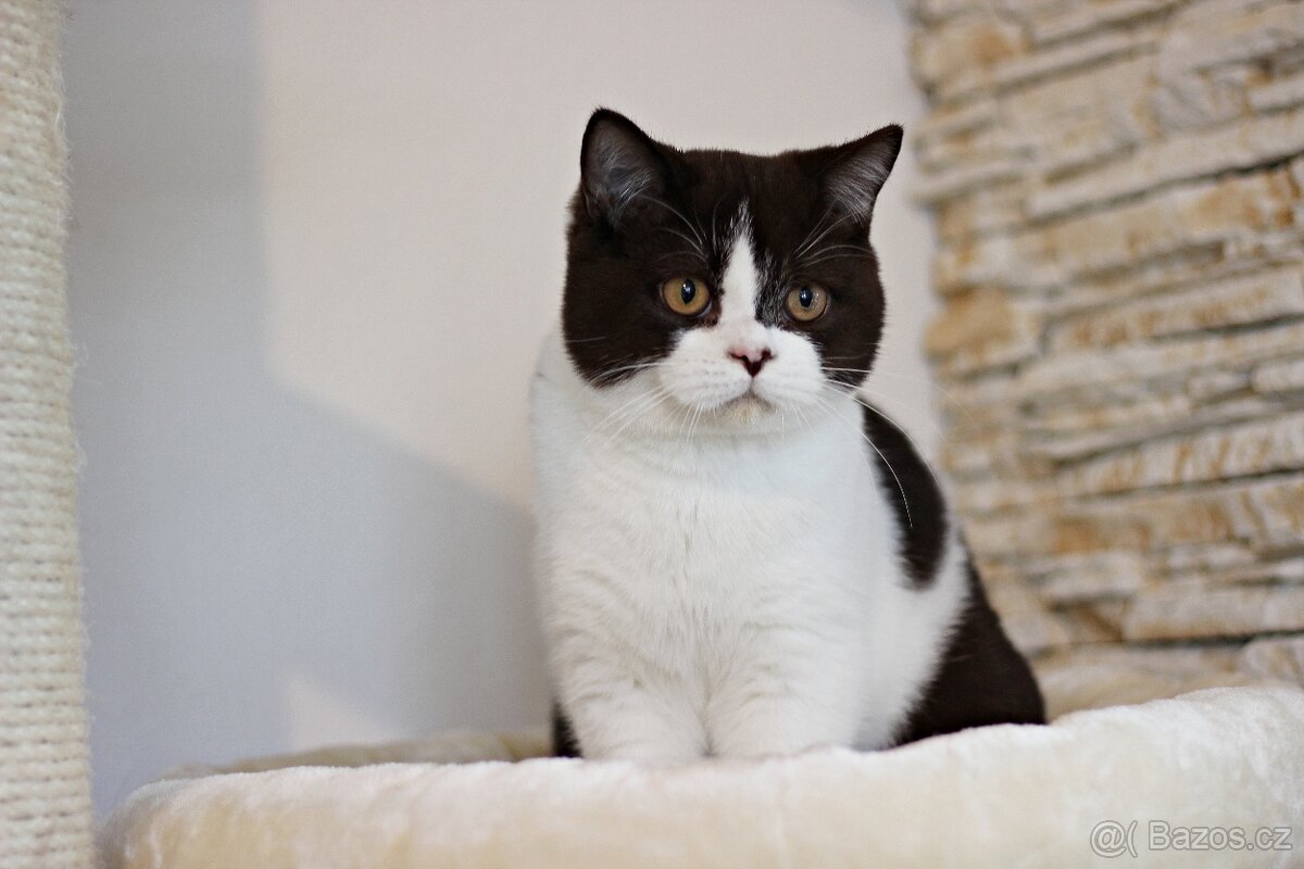 Britská koťátka s PP