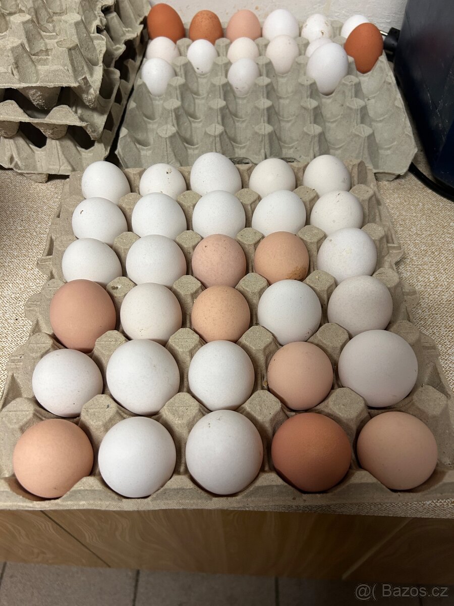 Slepičí NÁSADOVÁ vejce