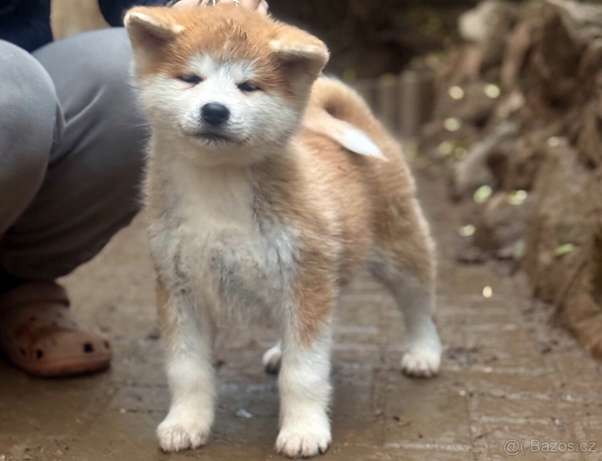 Akita Inu fenka s průkazem původu