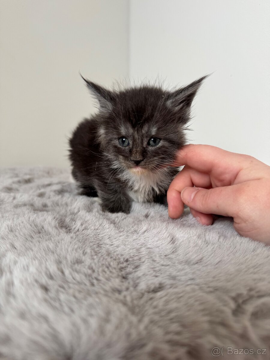 Mainská mývalí koťata s PP