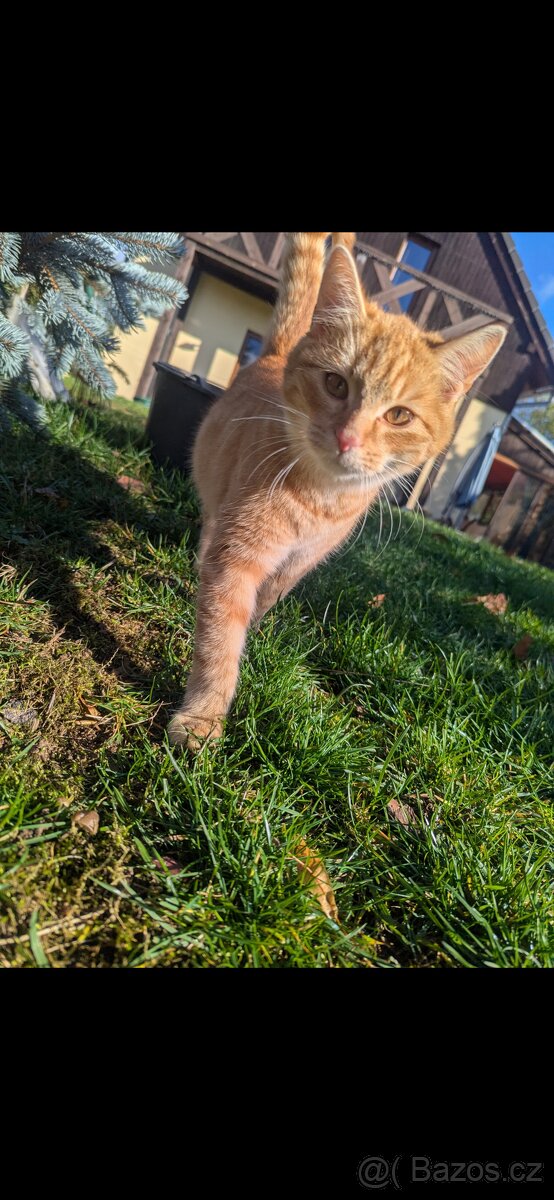 Koťátka k adopci - 7 měsíců