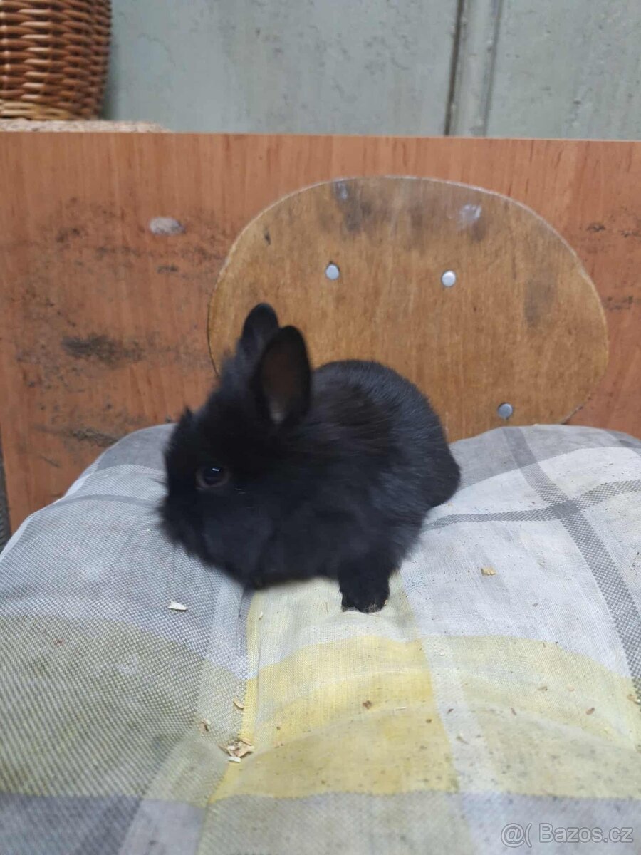 Predám zakrslých králikov