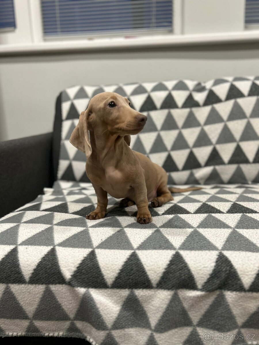 Jezevčík trpasličí