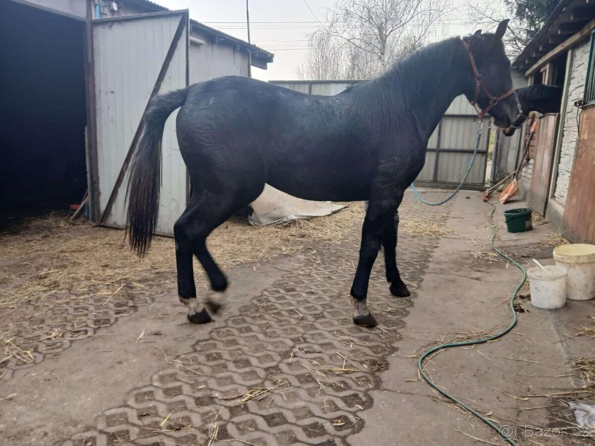 SP klisna, 1,5 roku 166cm