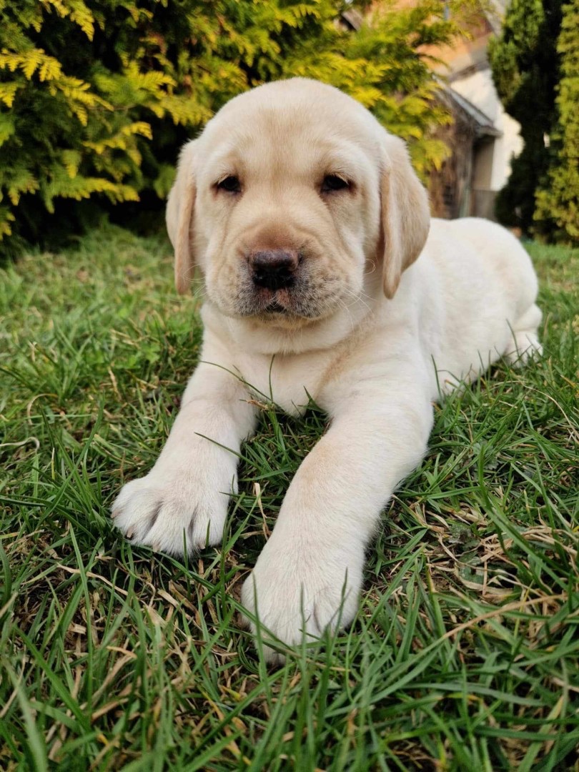 Labradorský retriever s PP