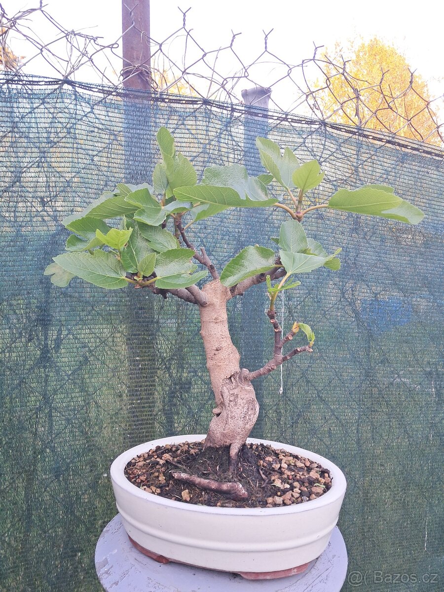 Bonsai, bonsaj Smokvoň
