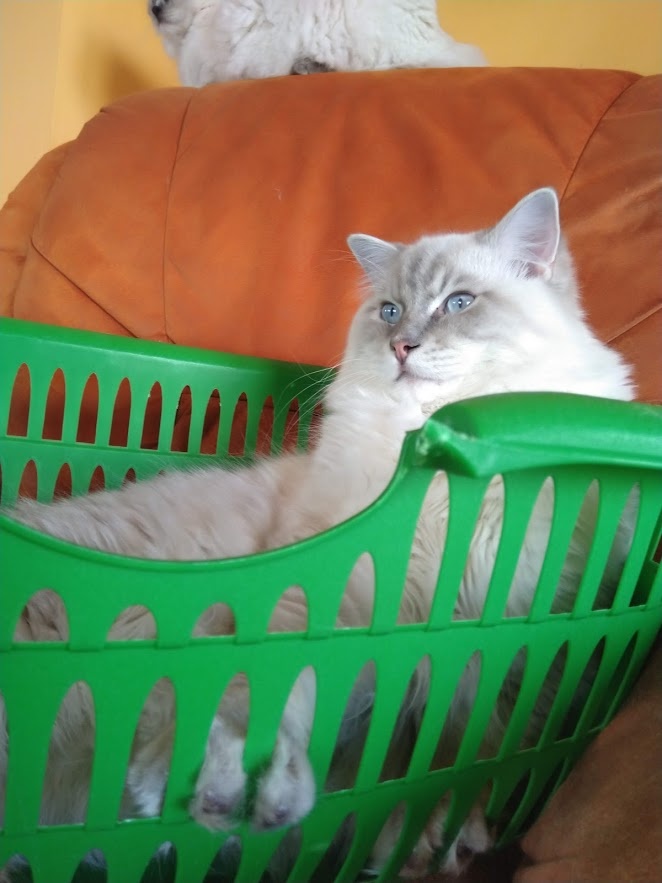 Krytí ragdoll s PP