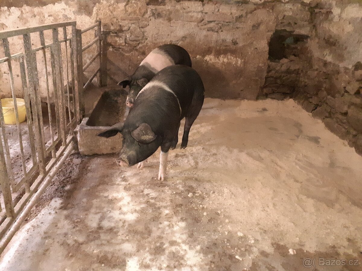 Přeštické sviňky