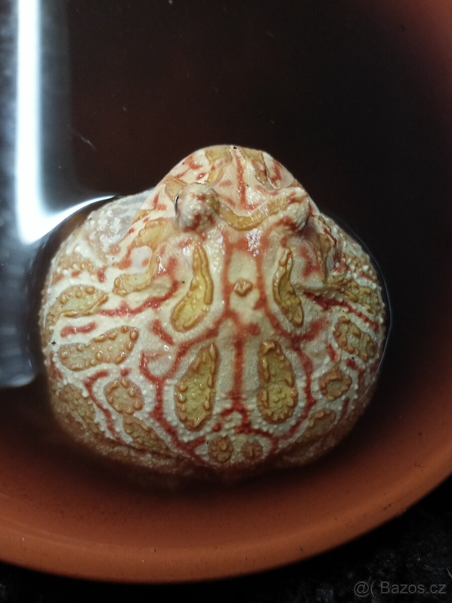 Rohatka cranwellova