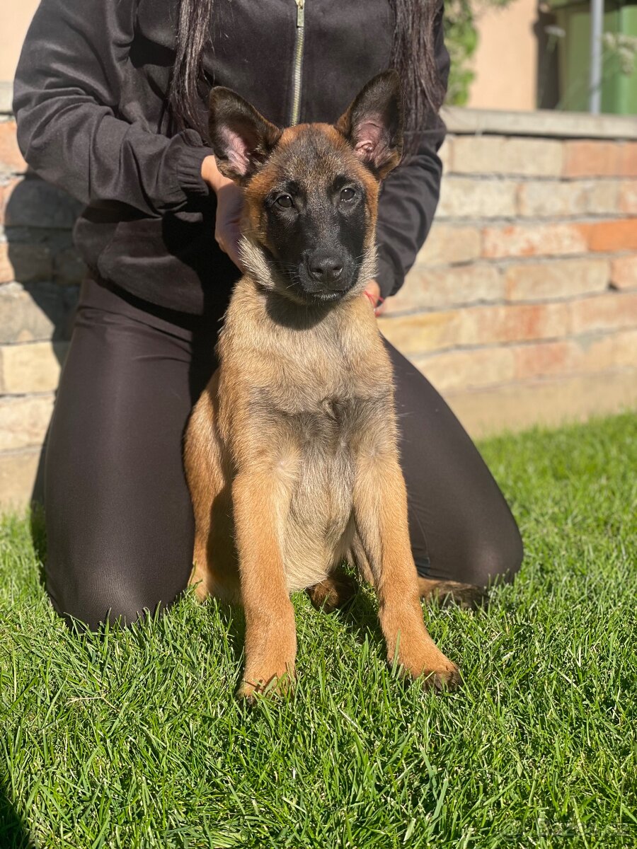 Belgický ovčák- Malinois s PP