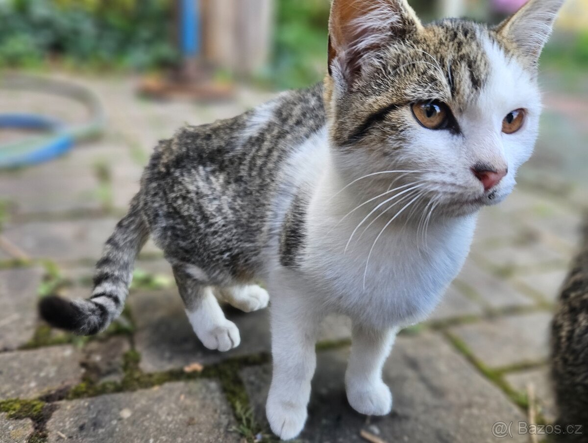 kotě, 4 měsíce, holka