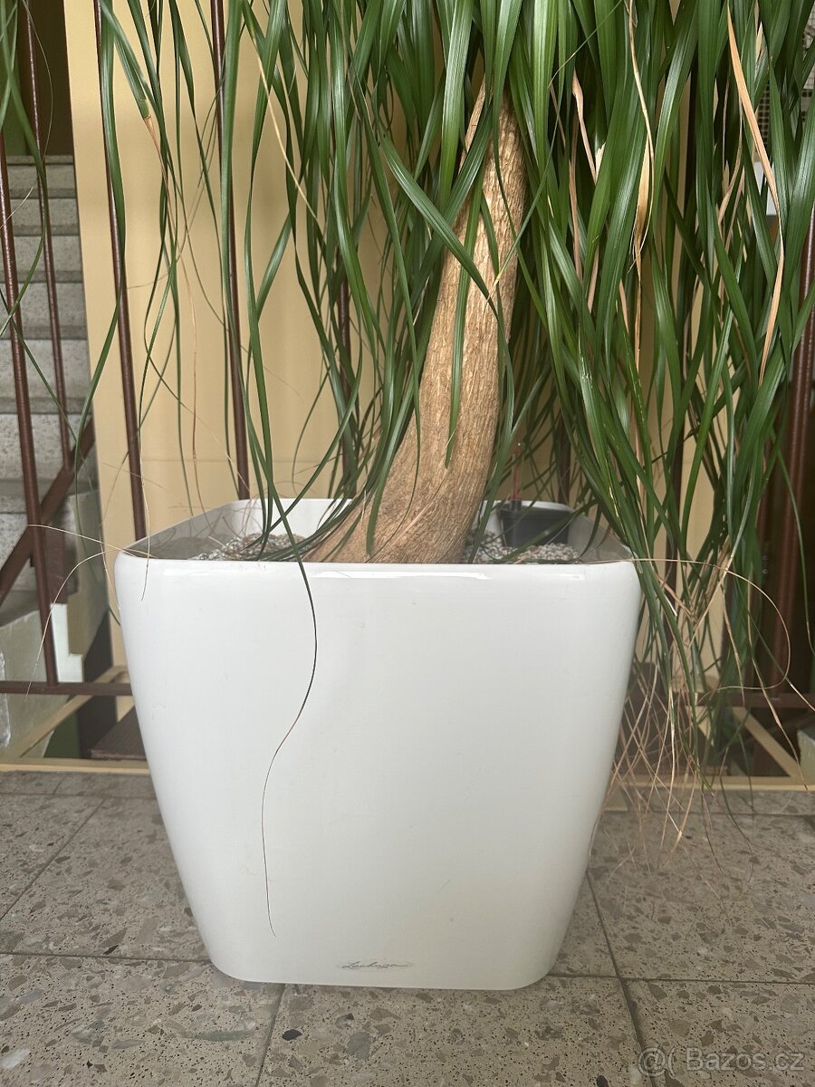 Sloní noha - bokarnea tlustokmenná