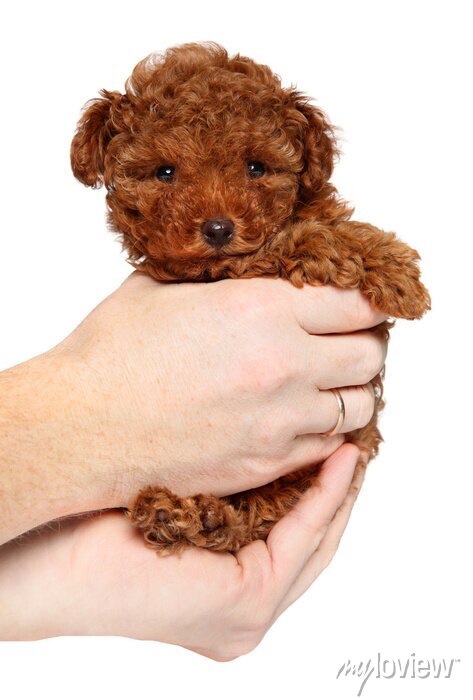 Koupím fenku toy pudla s PP (červený / red) 📍