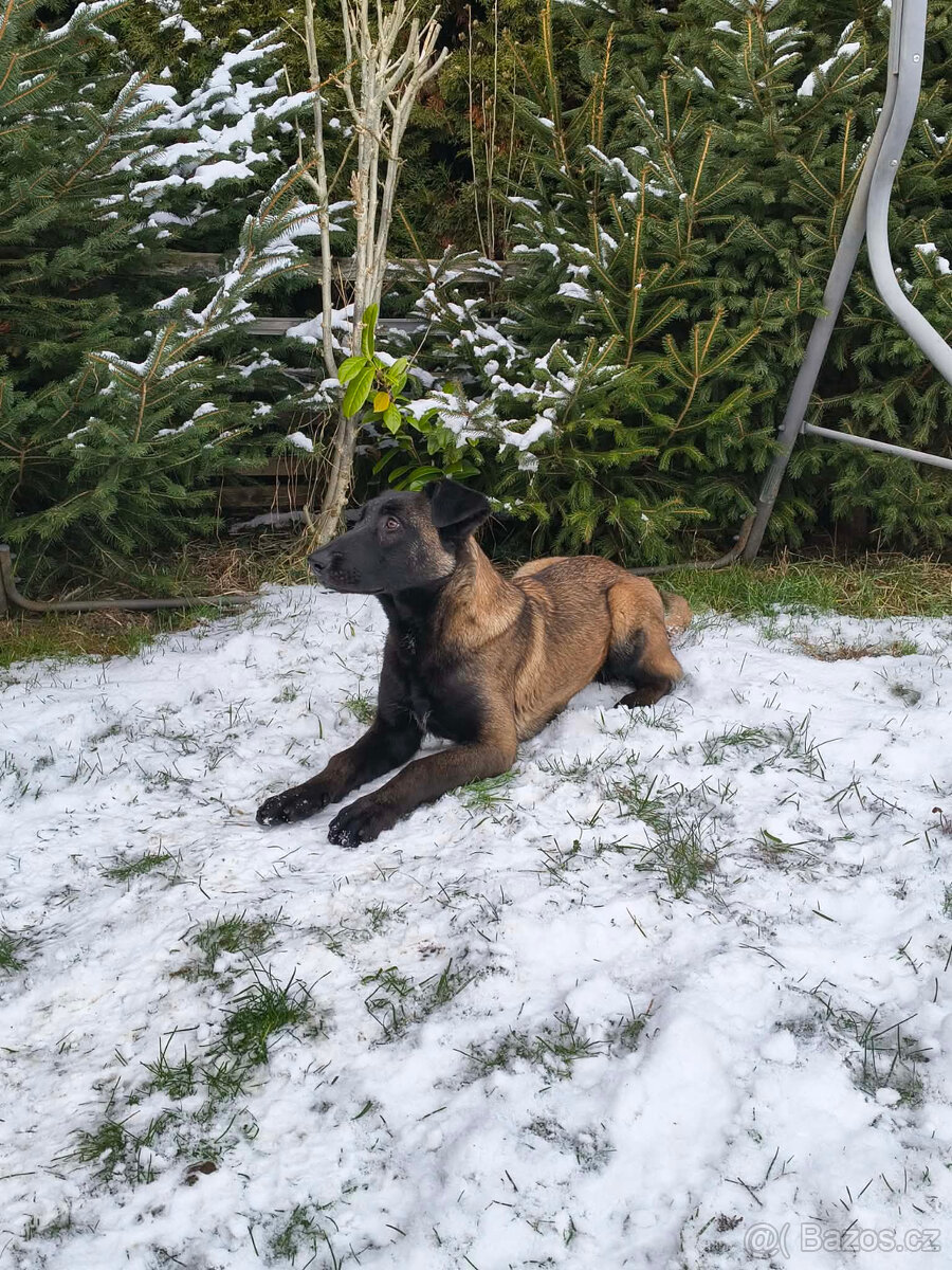 Belgický ovčák - malinois s PP