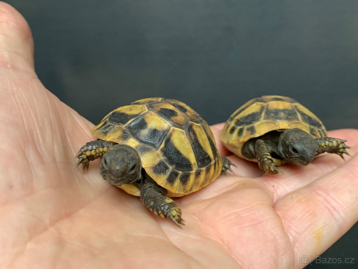 Želva zelenavá - Testudo hermanii