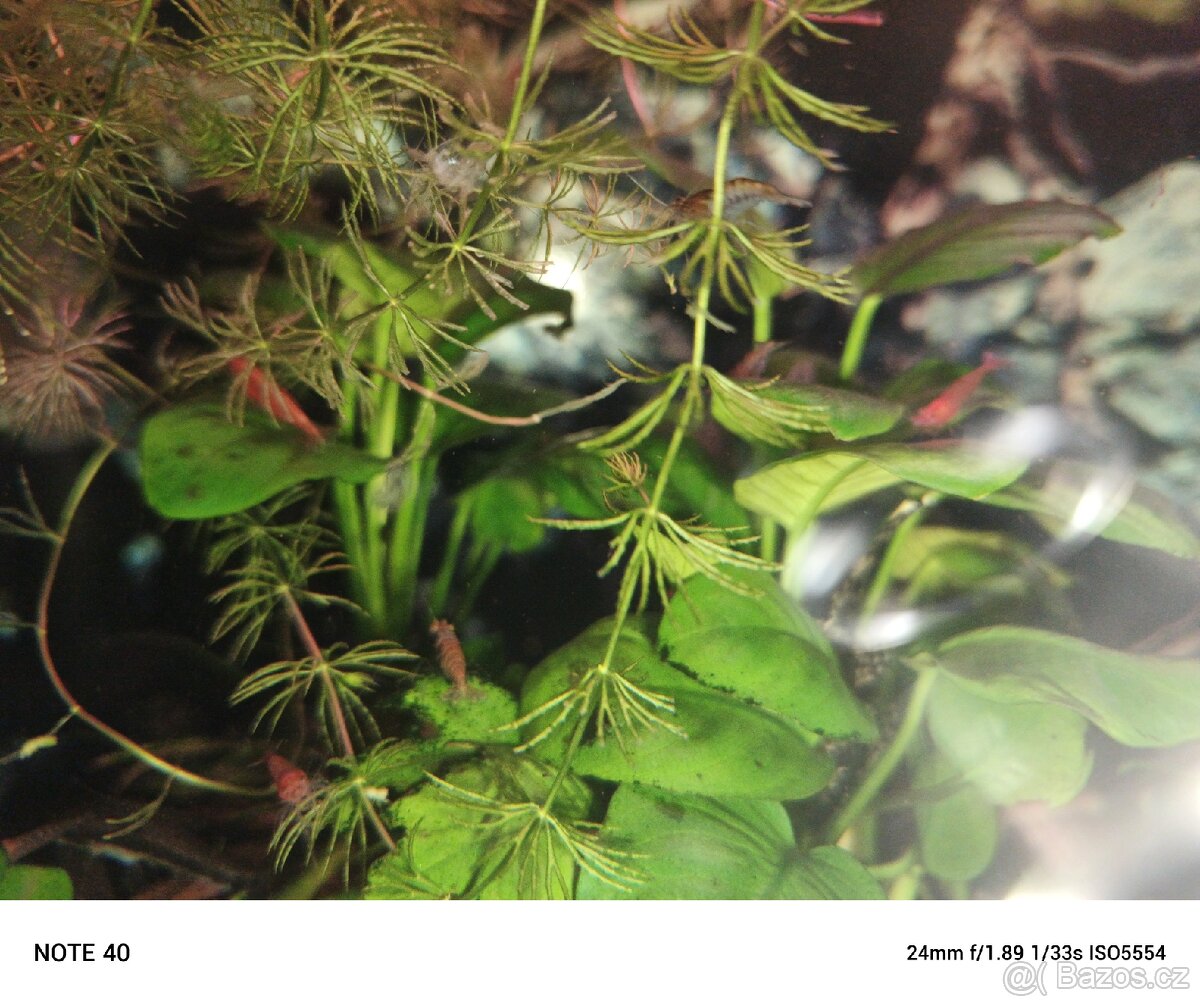 Krevetky mix.neocaridina