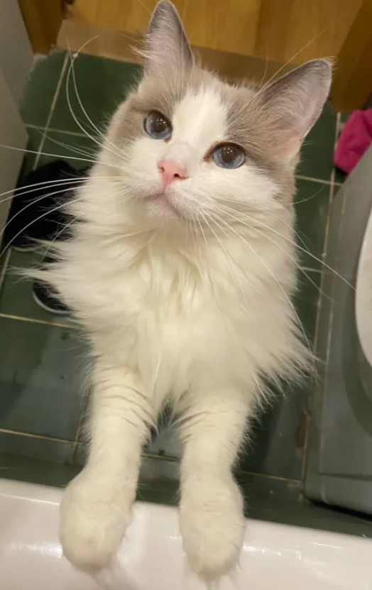 Ragdoll kočička (8let) hledá domov bez jiných zvířátek