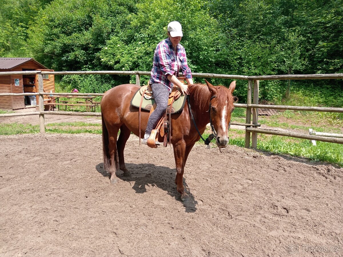 Kobylka Quarter horse kvh 148cm