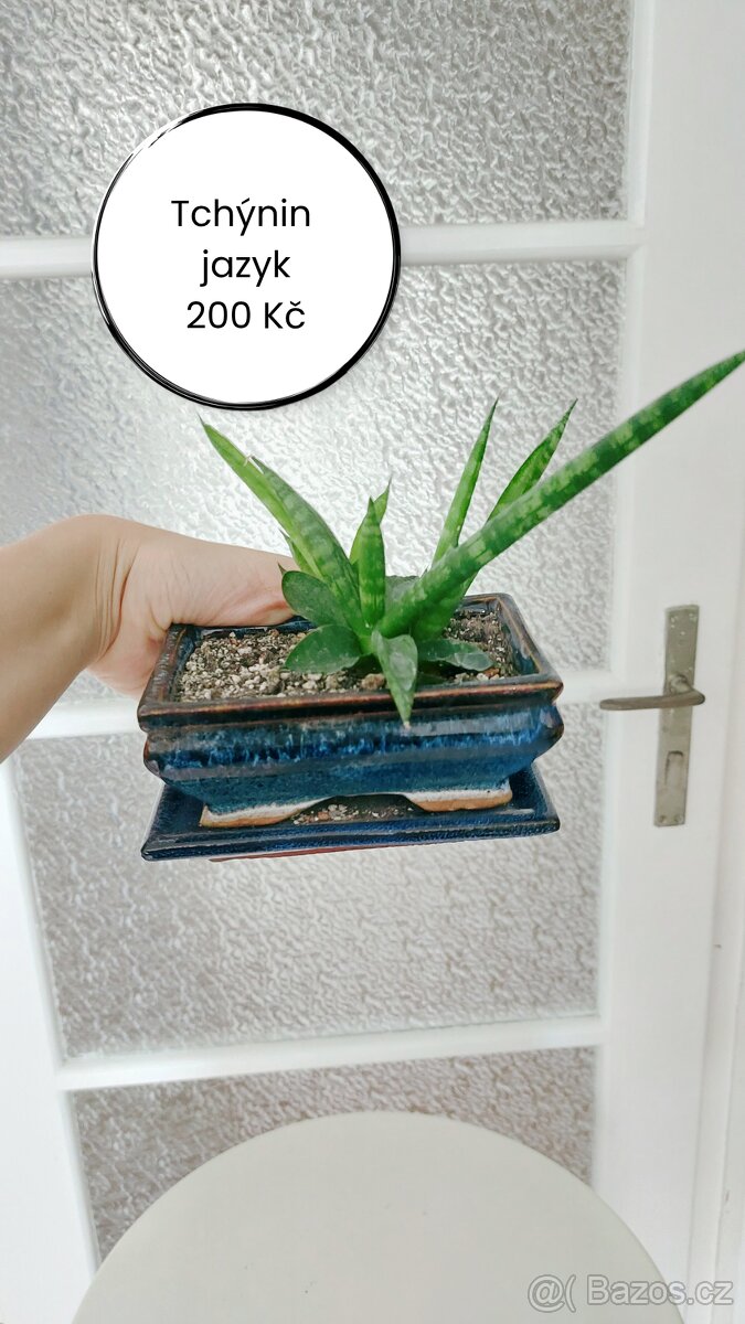 Tchýnin jazyk