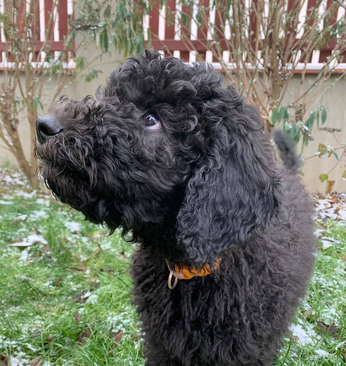 Štěně Labradoodle Draco