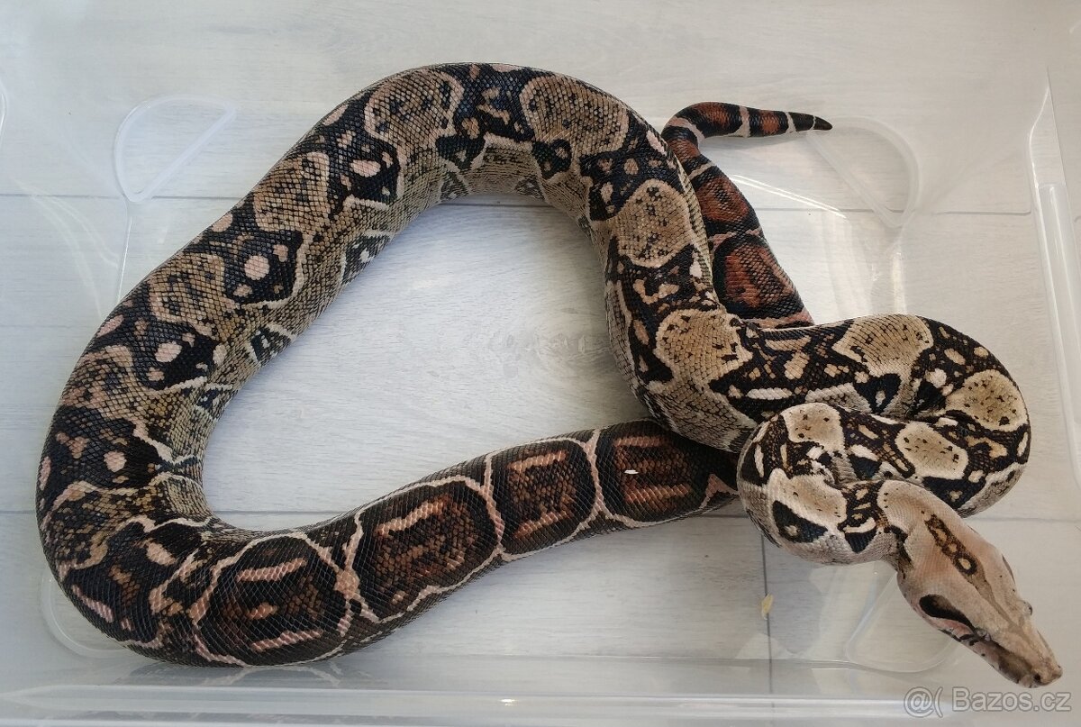 Boa imperator - DH Leopard VPI T+ Albino