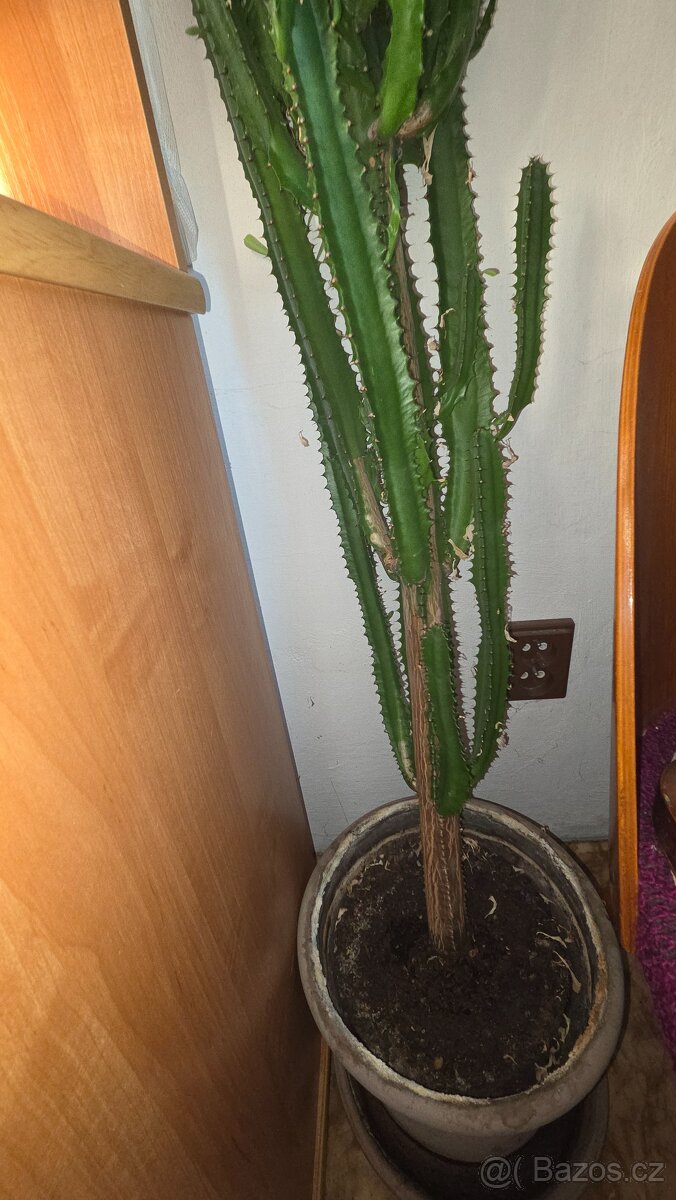Euphorbia trigona