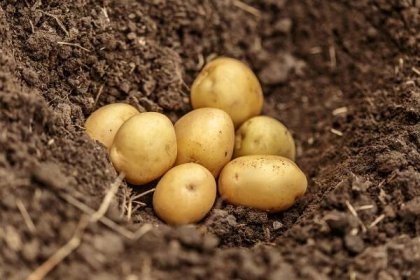 Sadbové nebo krmné brambory