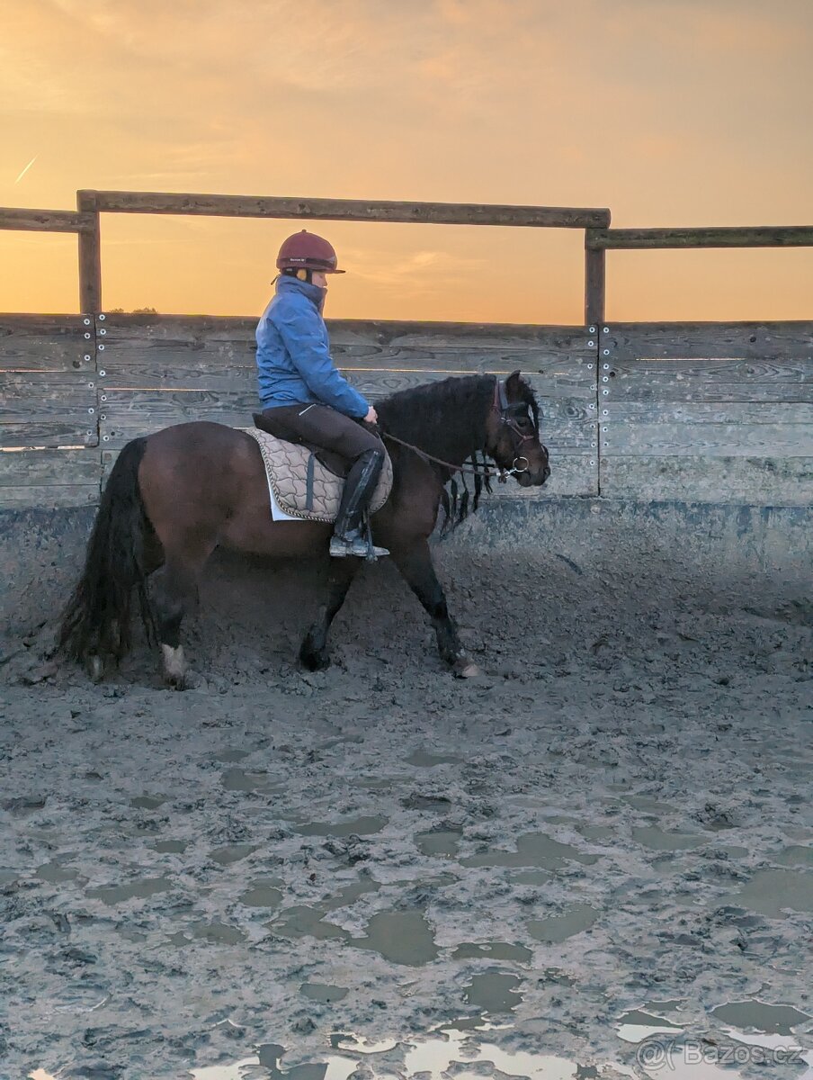Prodáme valáška welsh mountain pony sekce A
