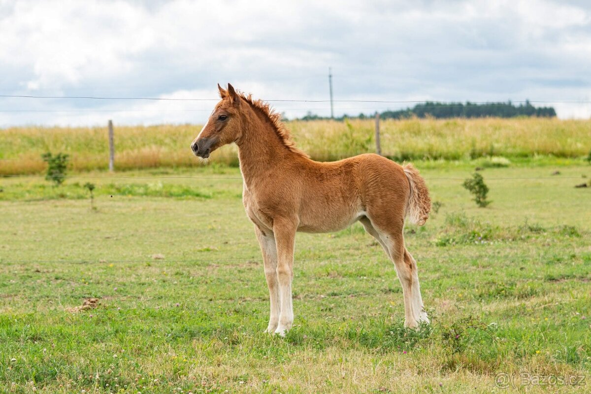 Welsh cob klisna