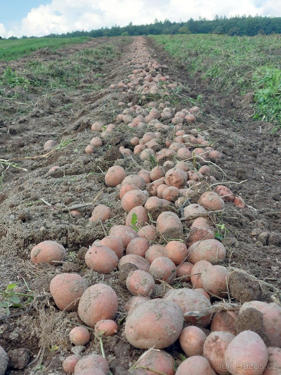 Krmné brambory