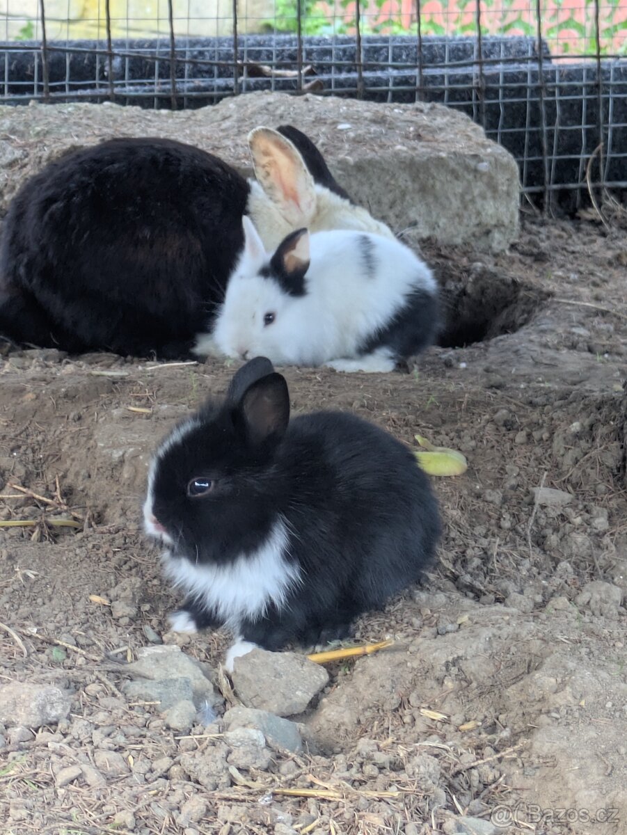 Teddy králík, zakrslý králík Teddy, zakrslý králík