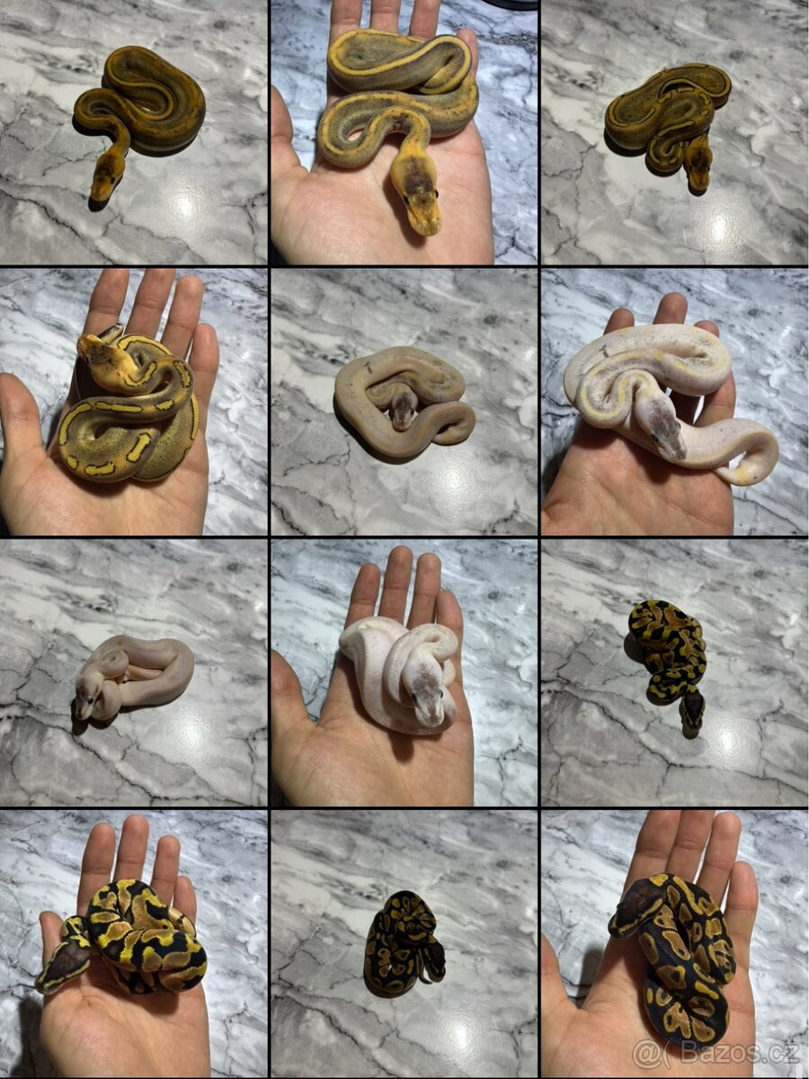Krajta Královská Python regius Volná mláďata :)