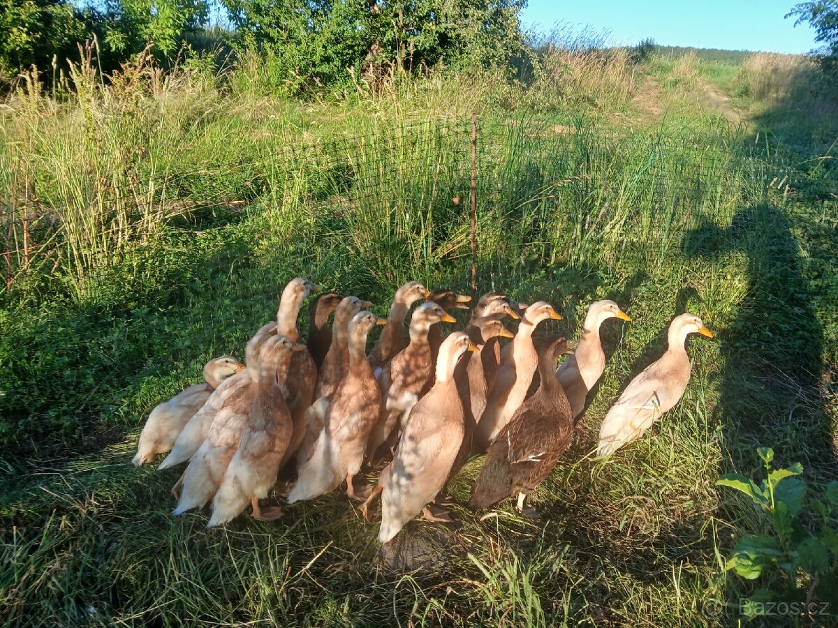 Kachny ruánské a saské