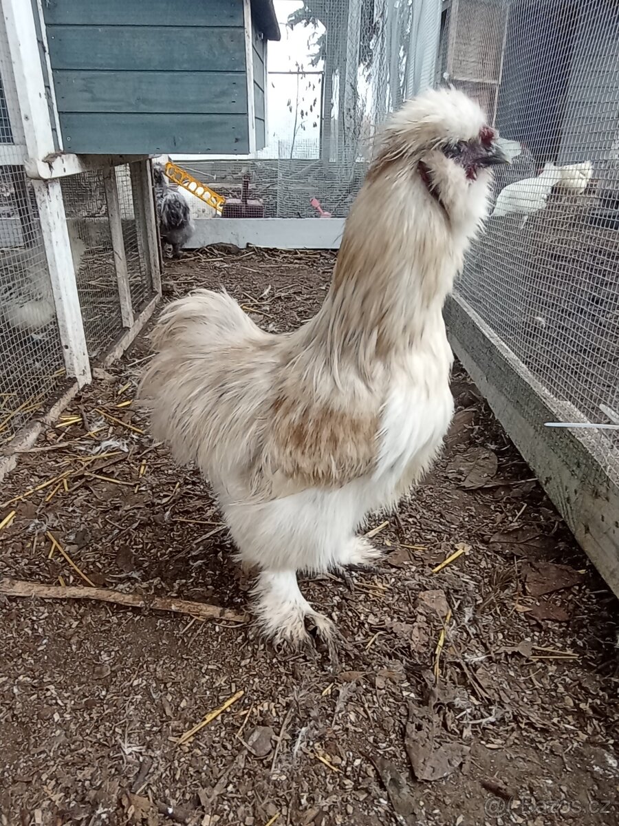 Mauve kohoutek hedvábnička USA