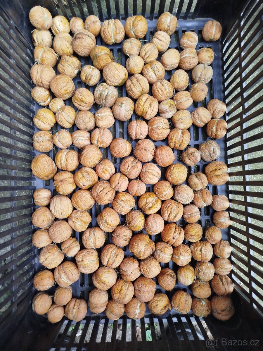 Prodám velké sušené vlašské ořechy-neloupané.