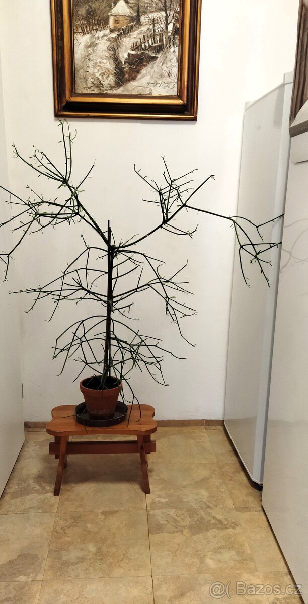 Pokojová rostlina: Pryšec - Euphorbia Tirucalli