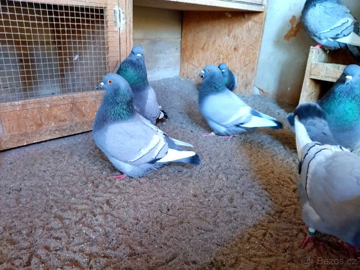 Polský rys modrý bělopruhý