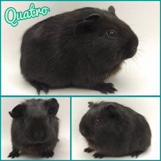 Morče vánoční miminka s PP