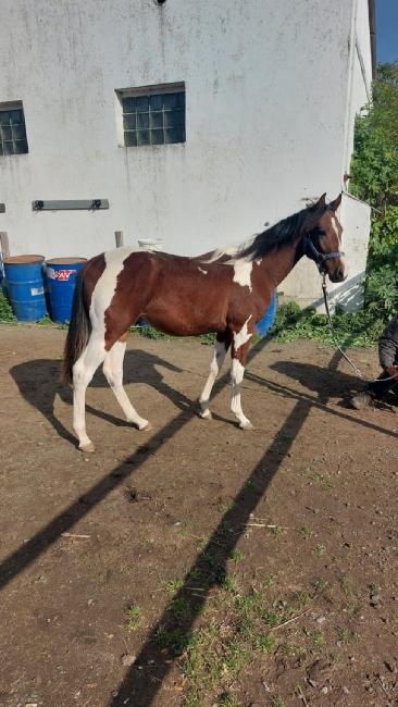 Prodám valacha  american paint horse