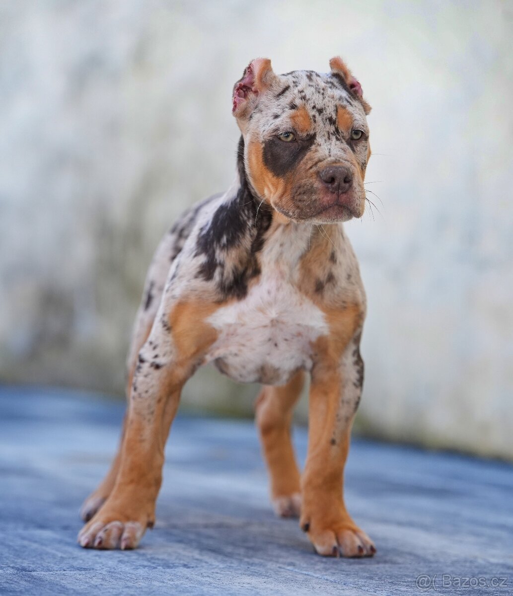 American bully xl, pitbull xxl merle tricolor