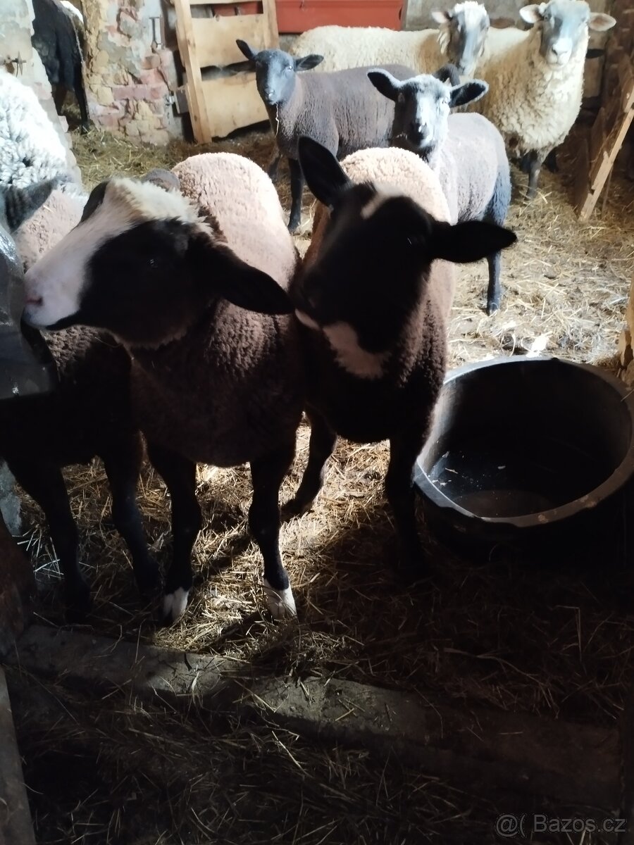 Zwartbles